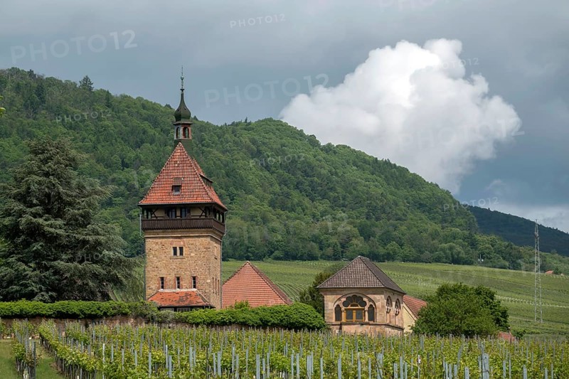 Institute for Grapevine Breeding Geilweilerhof, one of 15 institutes of the Julius Kühn Institute (JKI) - Federal Research Centre for Cultivated Plants. The Geilweilerhof estate was formerly owned by the Eusserthal monastery and is now a listed building, Siebeldingen, German Wine Route (also Southern Wine Route), Southern Palatinate, Palatinate, Rhineland-Palatinate, Germany, Europe
