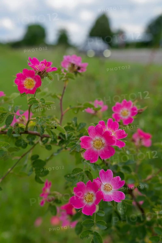Blooming dog roses in the industrial area, botany, flower, bloom, June, spring, early summer, rose, blooming, nature park Swabian-Franconian Forest, Schwäbisch Hall, Kochertal, Kocher, Heilbronn-Franconia, Baden-Württemberg, Germany, Europe