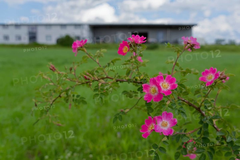 Blooming dog roses in the industrial area, botany, flower, bloom, June, spring, early summer, rose, blooming, nature park Swabian-Franconian Forest, Schwäbisch Hall, Kochertal, Kocher, Heilbronn-Franconia, Baden-Württemberg, Germany, Europe