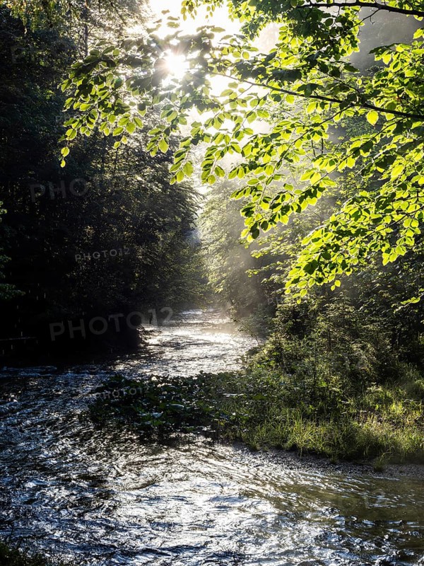 Morning atmosphere, sunlight falls through a forest onto a stream, Gössl, Salzkammergut, Styria, Austria, Europe