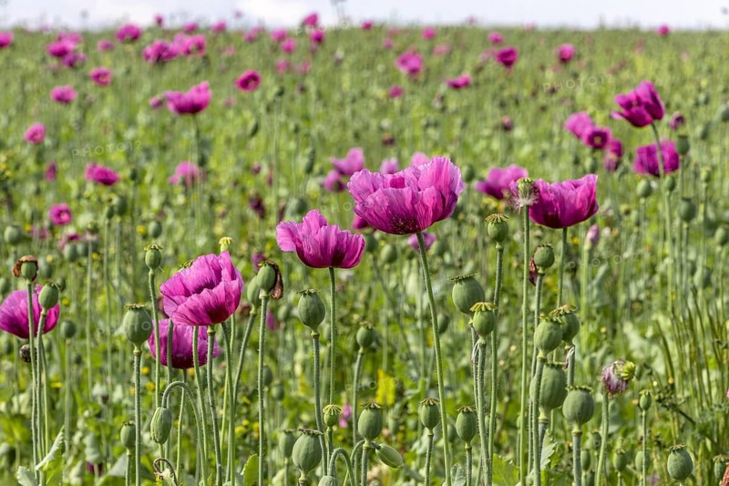 Field with purple opium poppy flowers (Papaver somniferum), Untersulmetingen, Laupheim, Upper Swabia, Baden-Württemberg, Germany, Europe