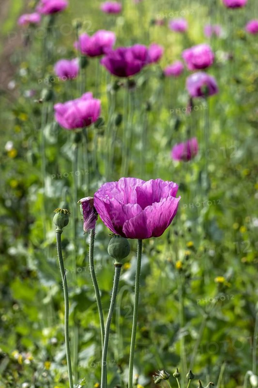Field with purple opium poppy flowers (Papaver somniferum), Untersulmetingen, Laupheim, Upper Swabia, Baden-Württemberg, Germany, Europe