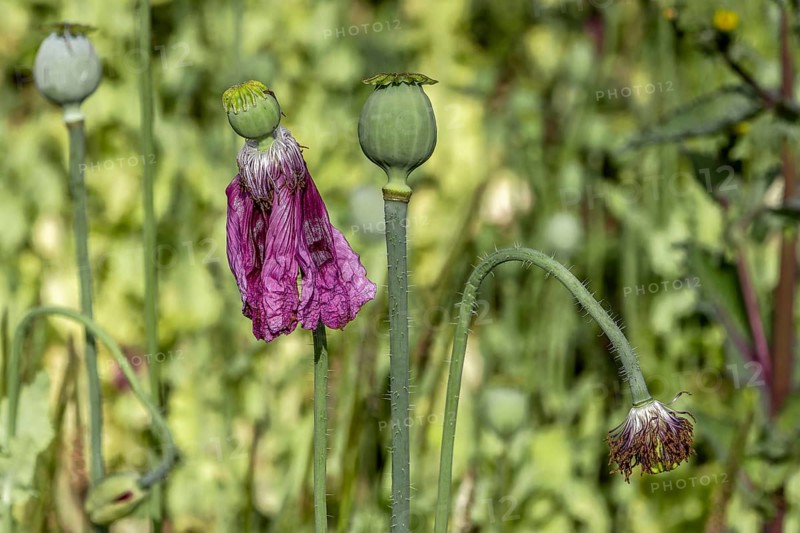 Seed capsules of opium poppy (Papaver somniferum), Untersulmetingen, Laupheim, Upper Swabia, Baden-Württemberg, Germany, Europe