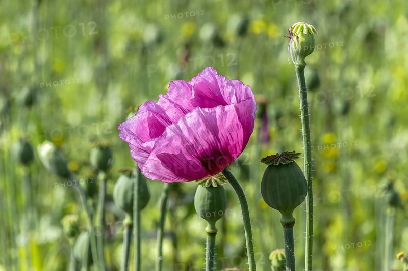 Purple opium poppy flowers (Papaver somniferum) and seed heads, Untersulmetingen, Laupheim, Upper Swabia, Baden-Württemberg, Germany, Europe