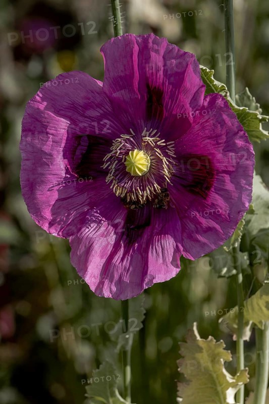 Dark purple flower of opium poppy (Papaver somniferum), with green, blurred background, Untersulmetingen, Laupheim, Upper Swabia, Baden-Württemberg, Germany, Europe