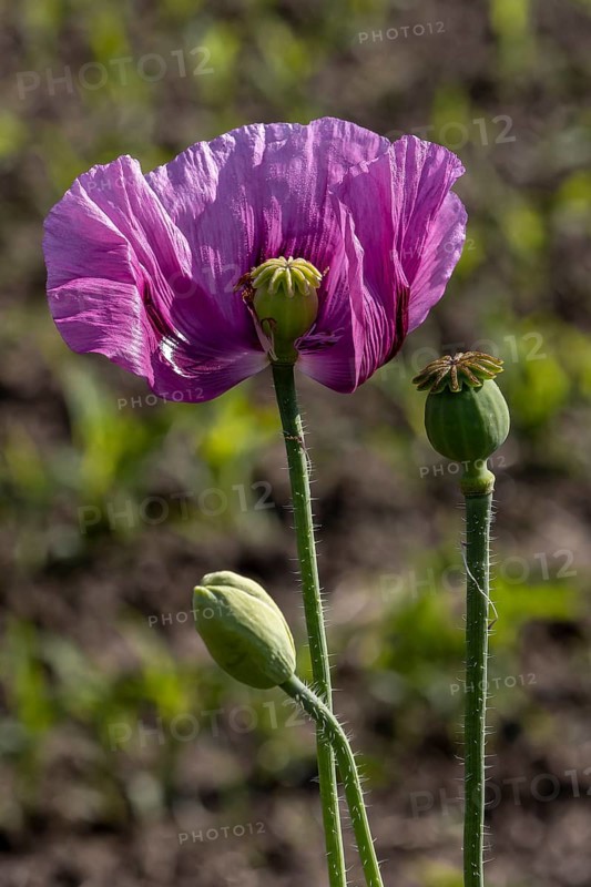 Purple opium poppy (Papaver somniferum) with seed heads and flower bud with matt brown-green background, Untersulmetingen, Laupheim, Upper Swabia, Baden-Württemberg, Germany, Europe