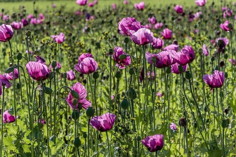Field with purple opium poppy flowers (Papaver somniferum) in Gegenlichti, Untersulmetingen, Laupheim, Upper Swabia, Baden-Württemberg, Germany, Europe