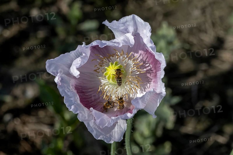 White flower of opium poppy (Papaver somniferum) and bees (Apiformes or Anthophila), with dark background, Untersulmetingen, Laupheim, Upper Swabia, Baden-Württemberg, Germany, Europe