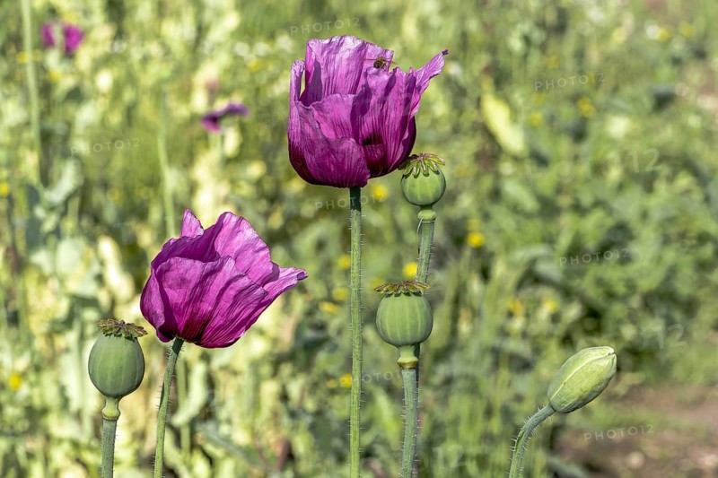 Two dark purple opium poppy (Papaver somniferum), seed heads and flower bud, Untersulmetingen, Laupheim, Upper Swabia, Baden-Württemberg, Germany, Europe