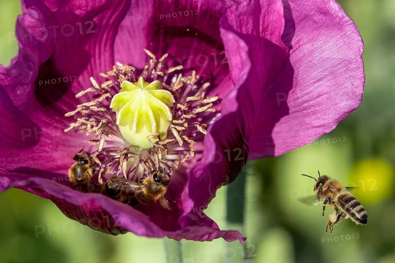 Dark purple flower of opium poppy (Papaver somniferum) with bees (Apiformes or Anthophila), Untersulmetingen, Laupheim, Upper Swabia, Baden-Württemberg, Germany, Europe
