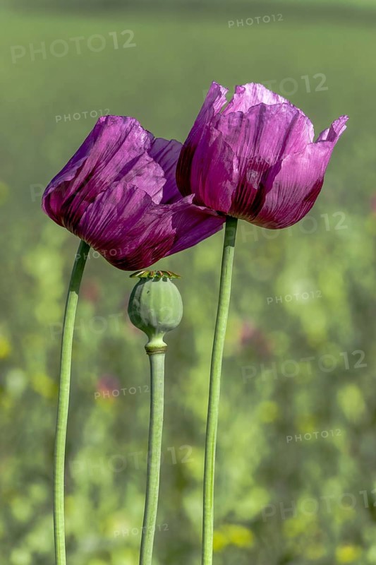 Two purple opium poppy (Papaver somniferum) and a seed head with matt green background, Untersulmetingen, Laupheim, Upper Swabia, Baden-Württemberg, Germany, Europe
