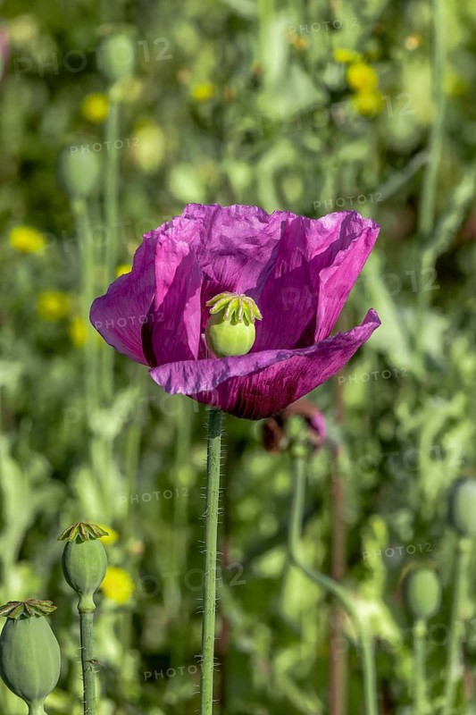 Field with purple opium poppy (Papaver somniferum) and seed heads next to it, Untersulmetingen, Laupheim, Upper Swabia, Baden-Württemberg, Germany, Europe