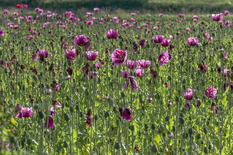Field with purple opium poppy (Papaver somniferum) against the light, Untersulmetingen, Laupheim, Upper Swabia, Baden-Württemberg, Germany, Europe
