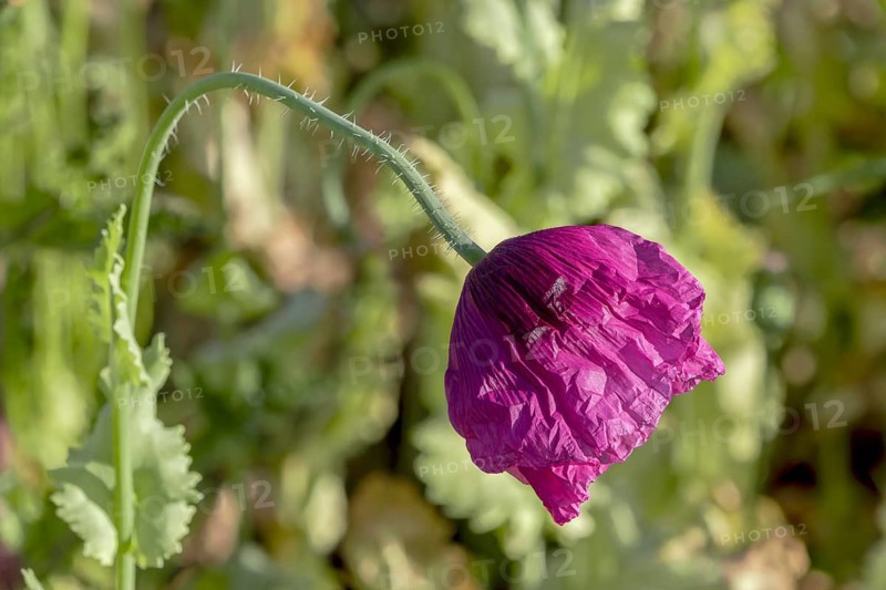 Slightly drooping purple-coloured opium poppy (Papaver somniferum) on a blurred green background, Untersulmetingen, Laupheim, Upper Swabia, Baden-Württemberg, Germany, Europe