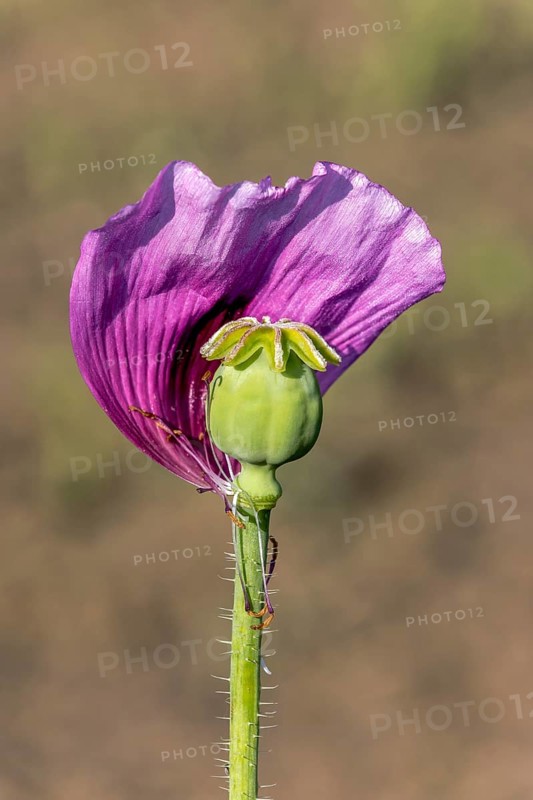 Violet-coloured petal of an opium poppy (Papaver somniferum) with a small, green seed capsule on a matt brown-green background, Untersulmetingen, Laupheim, Upper Swabia, Baden-Württemberg, Germany, Europe
