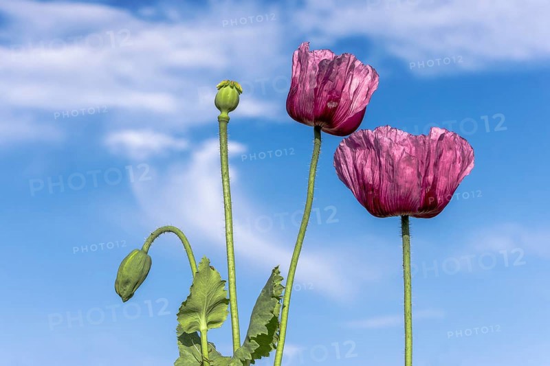 Two dark purple opium poppy (Papaver somniferum) and next to them two small green seed heads, with blue sky and clouds in the background, Untersulmetingen, Laupheim, Upper Swabia, Baden-Württemberg, Germany, Europe