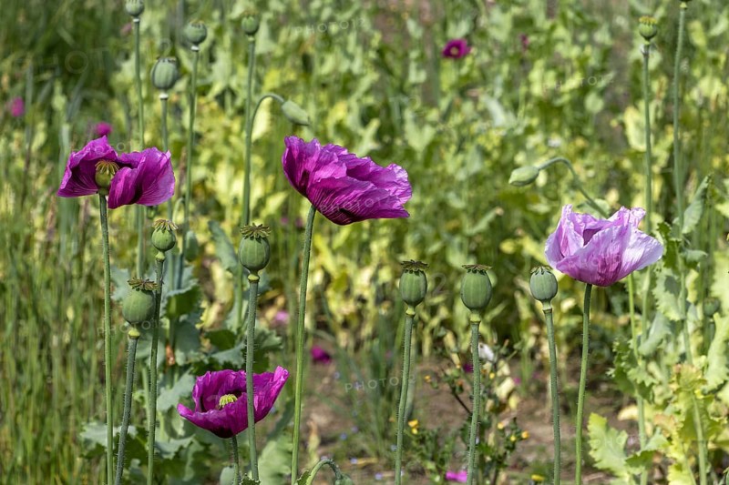 Field with purple opium poppy flowers (Papaver somniferum), Untersulmetingen, Laupheim, Upper Swabia, Baden-Württemberg, Germany, Europe