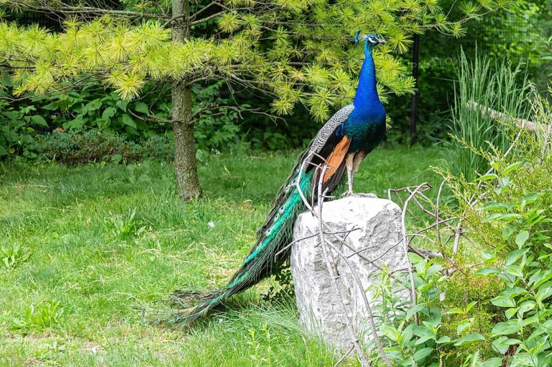Detroit, Michigan, A peacock (Pavo cristatus) at the Detroit Zoo. The birds are fed and cared for, but are allowed to fly throughout the zoo and, occasionally, into the surrounding neighborhoods