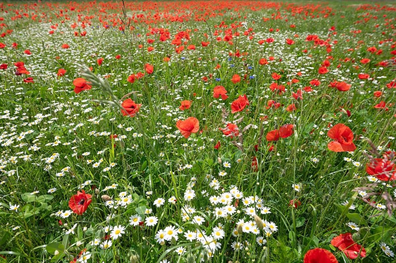 Flowering poppies (Papaver rhoeas) and ox-eye daisy (Leucanthemum vulgare) in a meadow, Bavaria, Germany, Europe