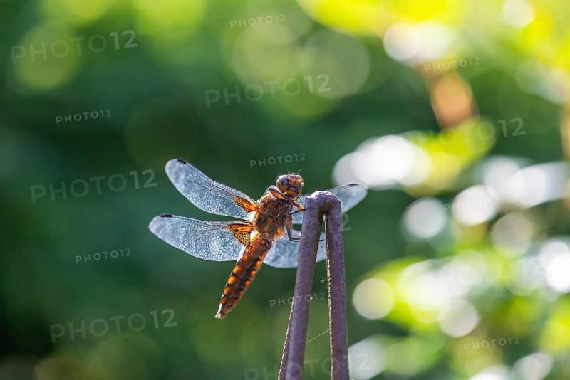 Yellow-winged darter (Sympetrum flaveolum), Bavaria, Germany, Europe