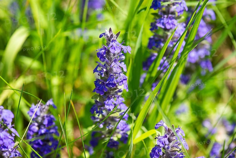 Blue bugle (Ajuga genevensis), Bavaria, Germany, Europe