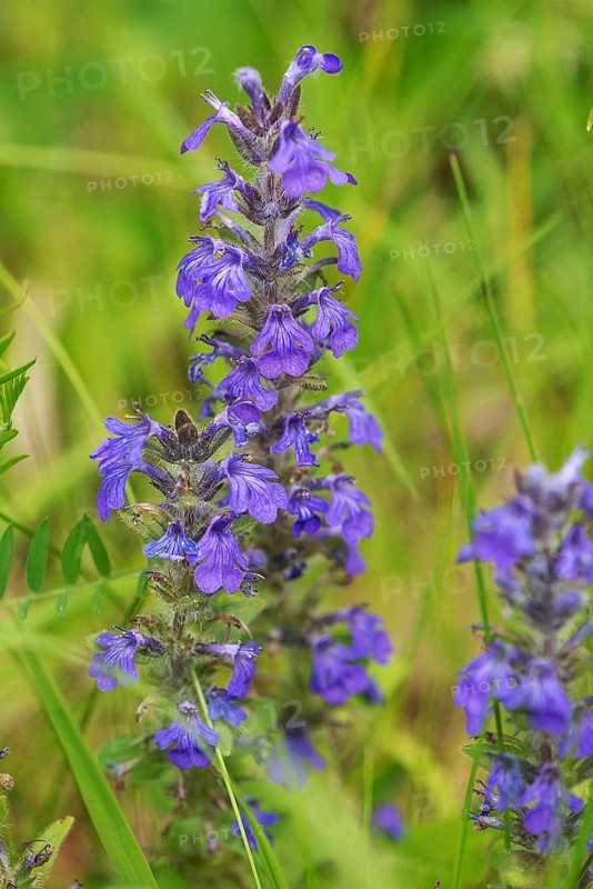 Blue bugle (Ajuga genevensis), Bavaria, Germany, Europe