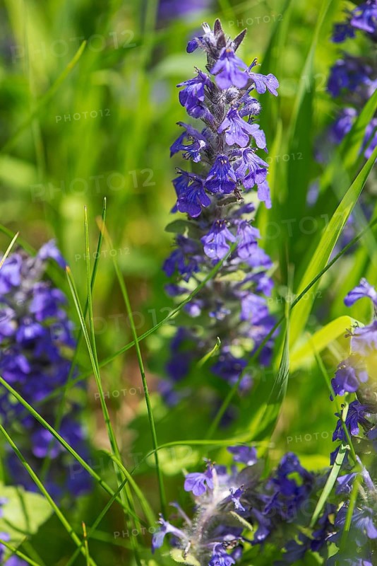 Blue bugle (Ajuga genevensis), Bavaria, Germany, Europe
