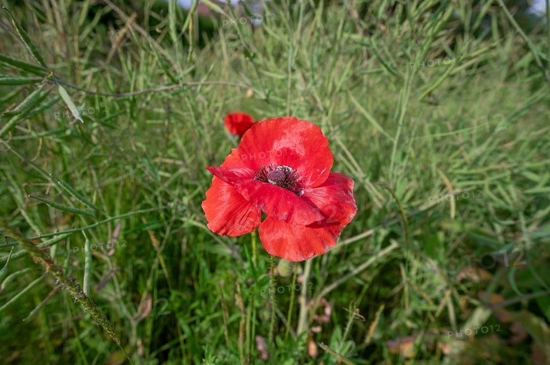 Corn poppy flower (Papaver rhoeas) in a rape field (Brassica napus), Bavaria, Germany, Europe