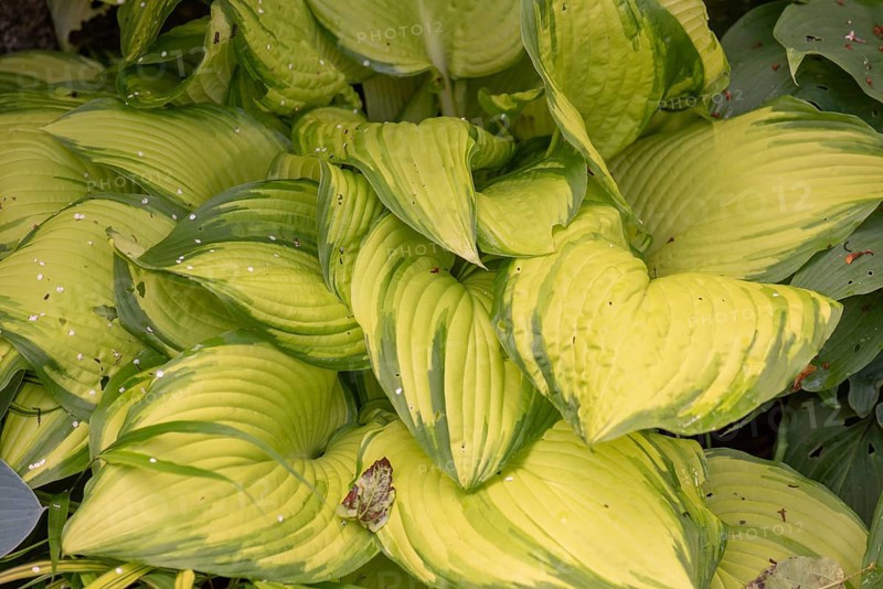 Leaves of a funkia (Hosta, Emerald Tiara), Bavaria, Germany, Europe