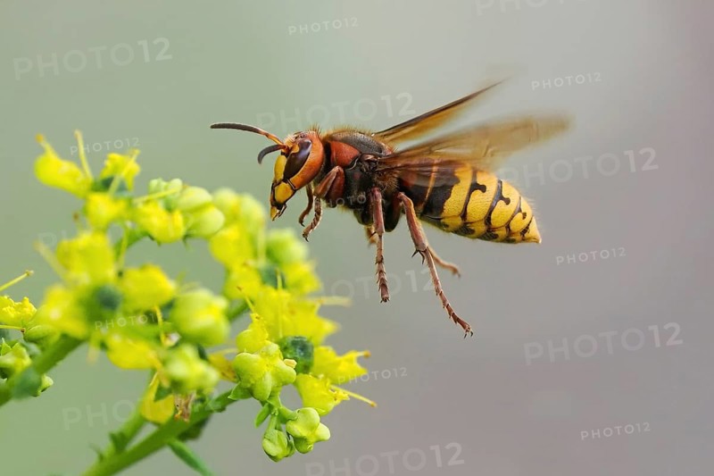Close-up of a european hornet (Vespa crabro) next to a yellow flower, common rue (Ruta graveolens), Hesse, Germany, Europe