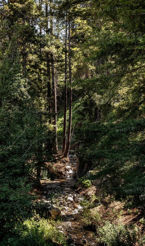 Julia Pfeiffer Burns State Park in California, USA, North America