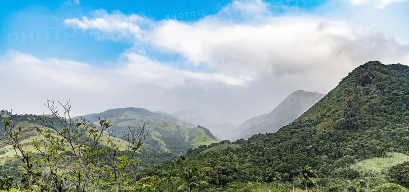 Rainforest in Paraty (state of Rio de Janeiro, Brazil)