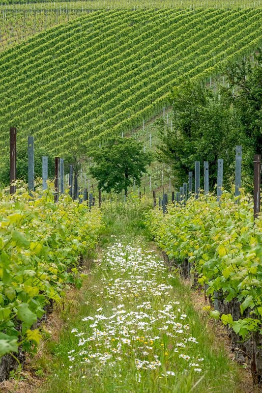 Vineyards in spring, rows of vines, marguerites (Leucanthemum), Southern Palatinate, Palatinate, Rhineland-Palatinate, Germany, Europe