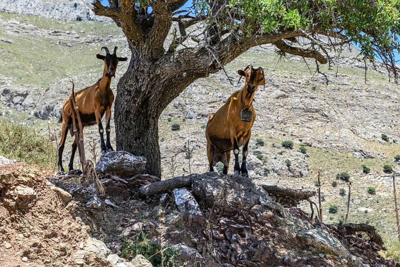 Two wild free living goats feral domestic goats (Capra aegagrus hircus) standing in Asterousia mountains on rocks under olive tree (Olea europaea) in the shade, goat on the right is wearing bell goat bell around neck, Crete, Greece, Europe
