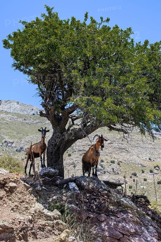 Two wild free living goats feral domestic goats (Capra aegagrus hircus) standing in Asterousia mountains on rocks under olive tree (Olea europaea) in the shade, goat on the right is wearing bell goat bell around neck, Crete, Greece, Europe