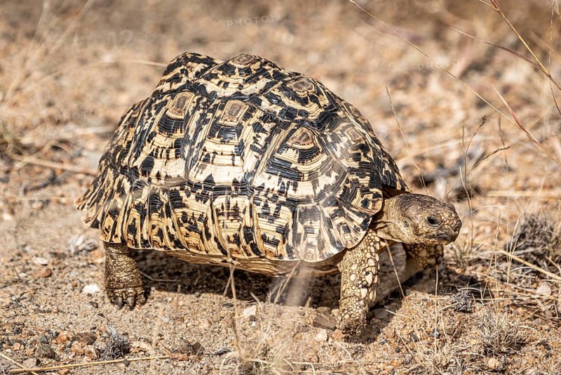 Leopard Tortoise (Stigmochelys Pardalis) in Kruger National Park, South Africa, Africa