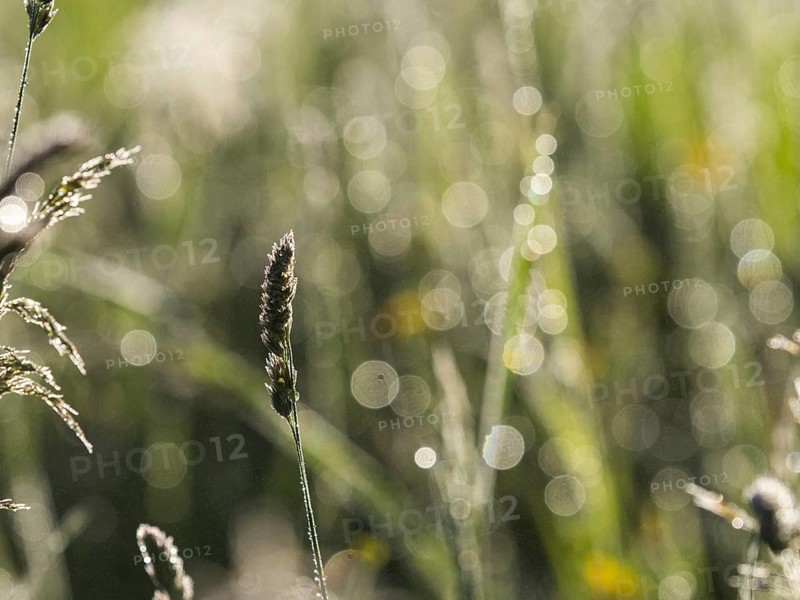 Morning atmosphere, meadow in the morning light, near Gössl, Salzkammergut, Styria, Austria, Europe