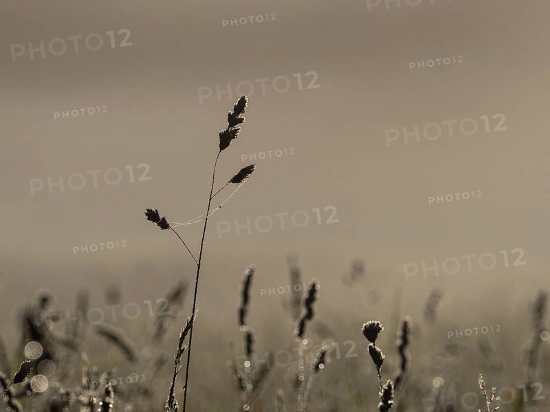 Morning atmosphere, meadow in the morning light, near Gössl, Salzkammergut, Styria, Austria, Europe