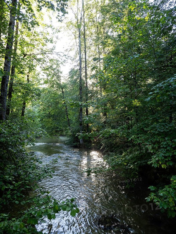Morning atmosphere, sunlight falls through a forest onto a stream, Gössl, Salzkammergut, Styria, Austria, Europe