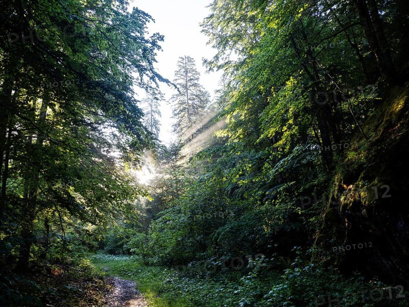 Morning atmosphere at sunrise, sunlight falls through a forest onto a forest path, Gössl, Salzkammergut, Styria, Austria, Europe