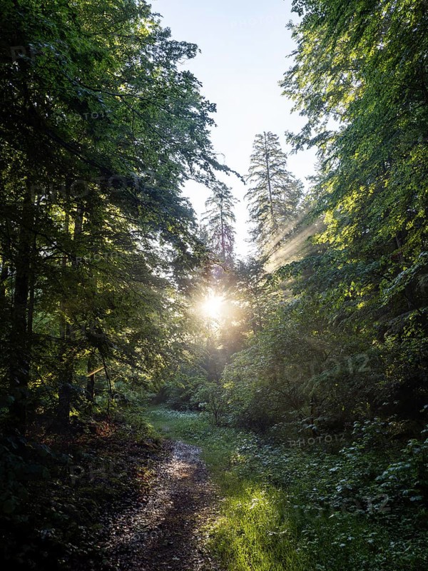Morning atmosphere at sunrise, sunlight falls through a forest onto a forest path, Gössl, Salzkammergut, Styria, Austria, Europe