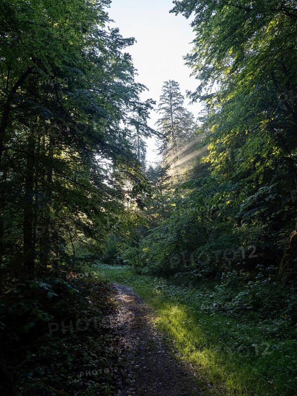 Morning atmosphere at sunrise, sunlight falls through a forest onto a forest path, Gössl, Salzkammergut, Styria, Austria, Europe