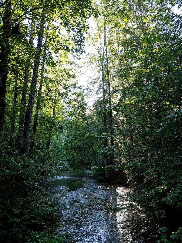 Morning atmosphere at sunrise, sunlight falls through a forest onto a stream, Gössl, Salzkammergut, Styria, Austria, Europe