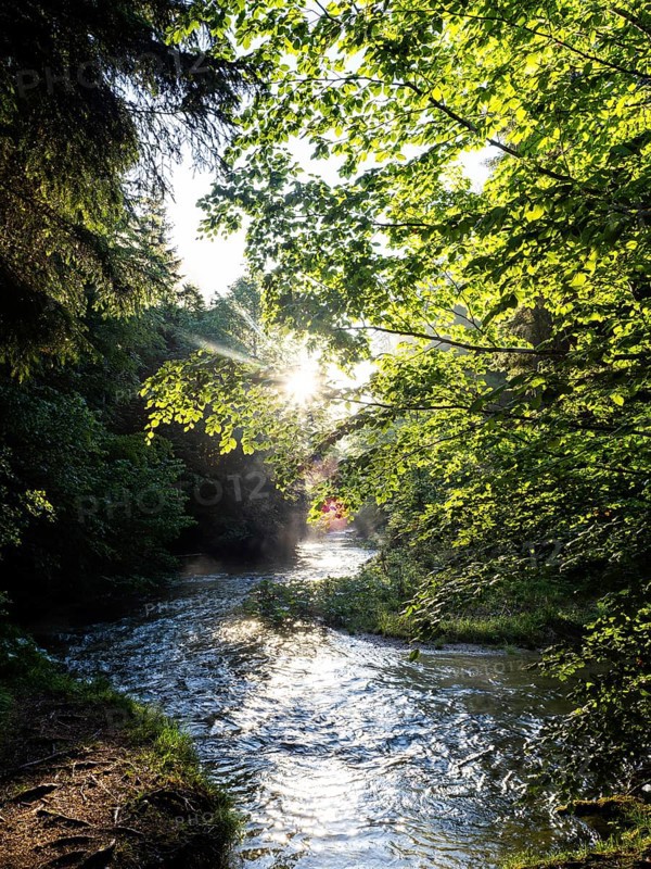 Morning atmosphere at sunrise, sunlight falls through a forest onto a stream, Gössl, Salzkammergut, Styria, Austria, Europe