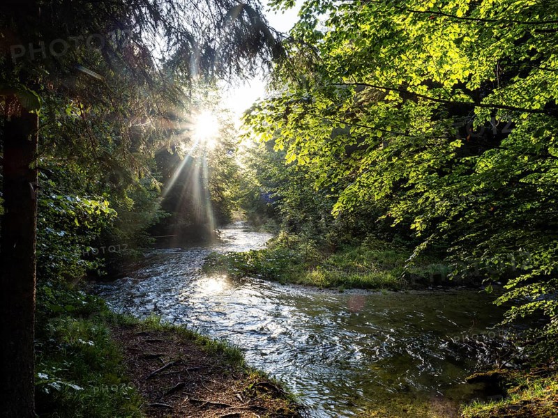 Morning atmosphere at sunrise, sunlight falls through a forest onto a stream, Gössl, Salzkammergut, Styria, Austria, Europe