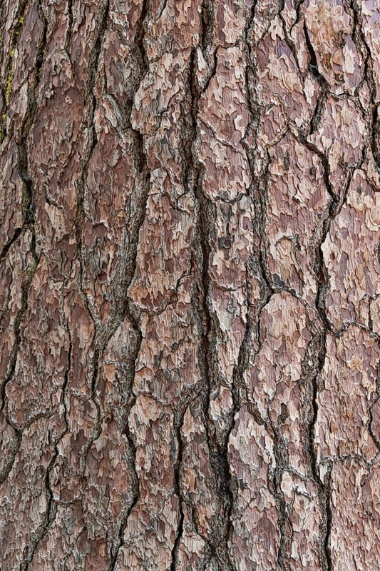 Pine tree bark close-up shot, Yosemite NP, California, USA, North America