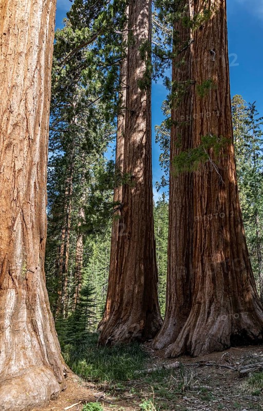 Bachelor and Three Graces (Giant Sequoias) in Yosemite National Park