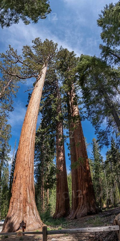Bachelor and Three Graces (Giant Sequoias, Yosemite NP) in California, USA, North America