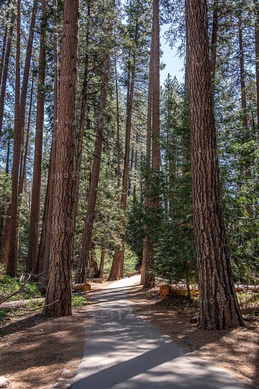 Hiking Trail in Yosemite Valley, California, USA, North America