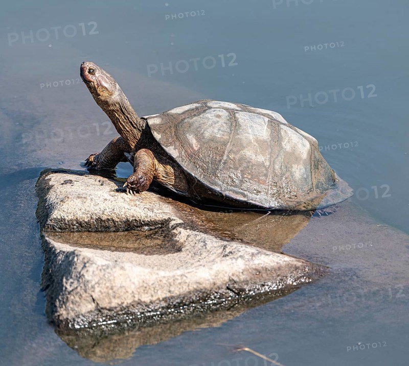 Tortoise in the Kruger National Park, South Africa, Africa